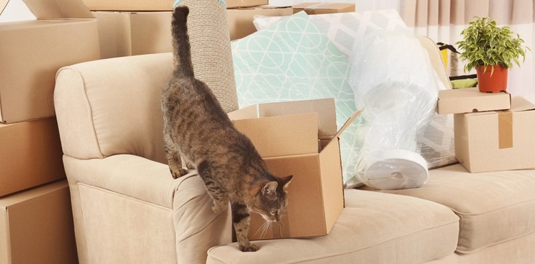  9 Weird But Useful Tips for Moving With a Cat