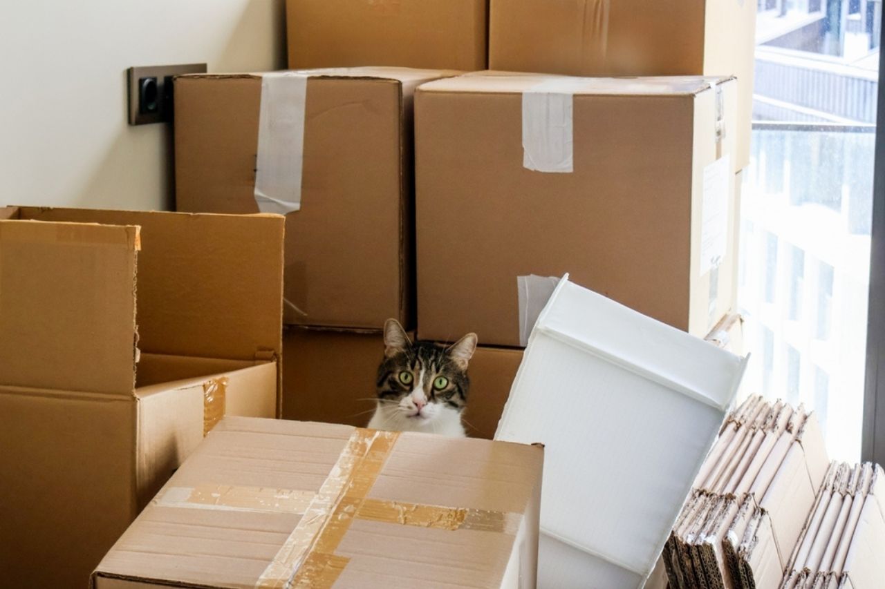  Cheap Movers Short Distance – Affordable Local Moving by Moving Company Los Angeles